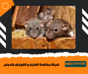 مكافحة الفئران و القوارض بالدمام
