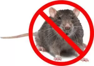 العلامات الشائعة لوجود الفئران في منزلك