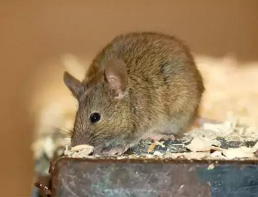 ماذا تاكل الفئران