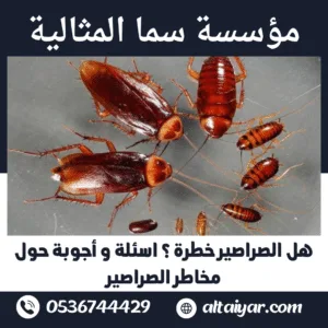 هل الصراصير خطرة ؟ اسئلة و أجوبة حول مخاطر الصراصير هل الصراصير خطرة ؟ اسئلة و أجوبة حول مخاطر الصراصير