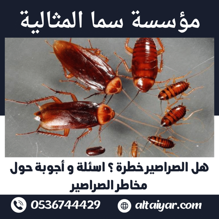 هل الصراصير خطرة ؟ اسئلة و أجوبة حول مخاطر الصراصير