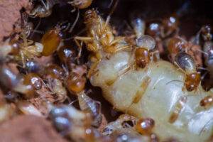 هل النمل الحفار خطير ؟