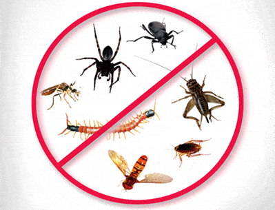 8 طرق للتخلص من حشرات المنزل في الصيف