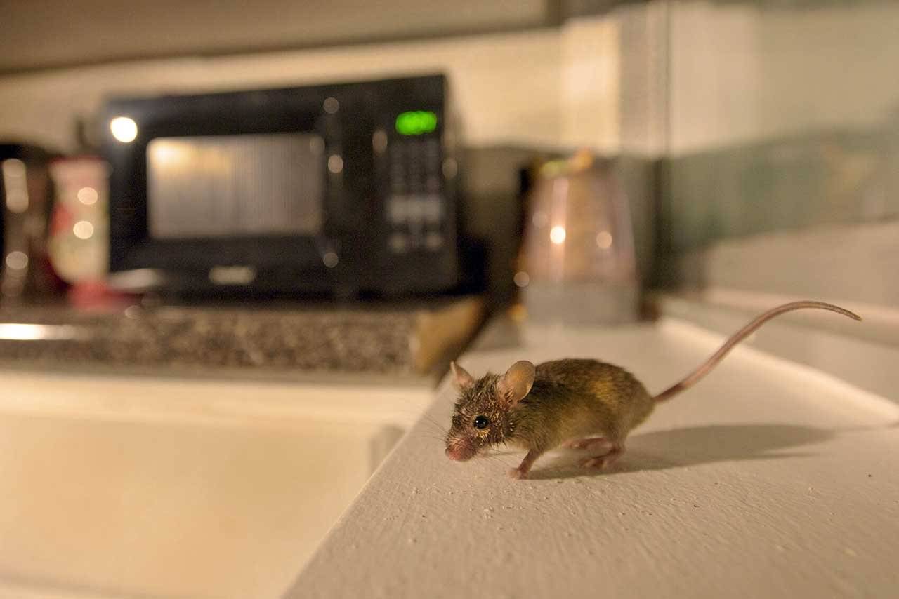 أفضل حل لقتل الفئران