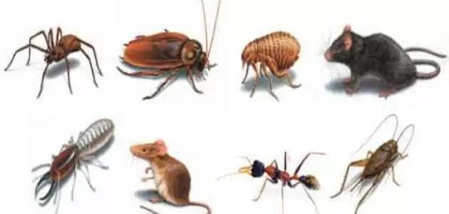 الحشرات المنزليه و انواعها وكيفيه التخلص منها