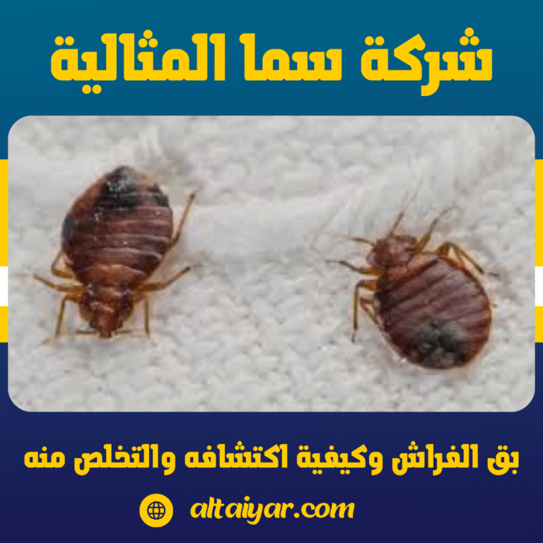 بق الفراش وكيفية اكتشافه والتخلص منه