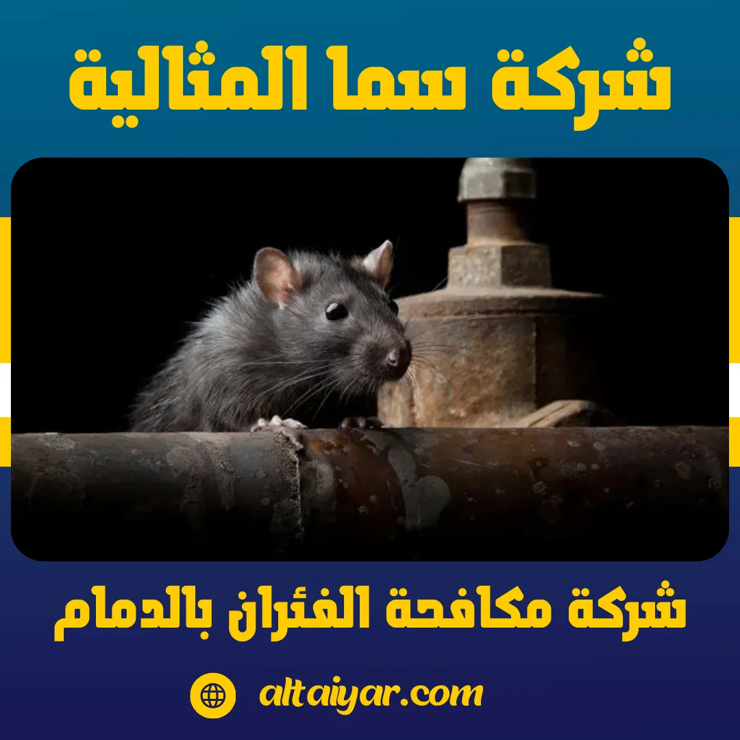 شركة مكافحة الفئران بالدمام