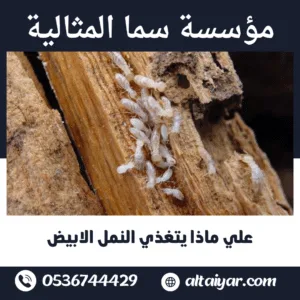 علي ماذا يتغذي النمل الابيض