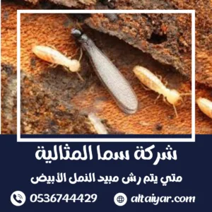 متي يتم رش مبيد النمل الأبيض