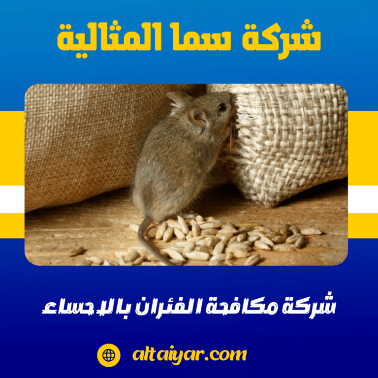 شركة مكافحة الفئران بالاحساء