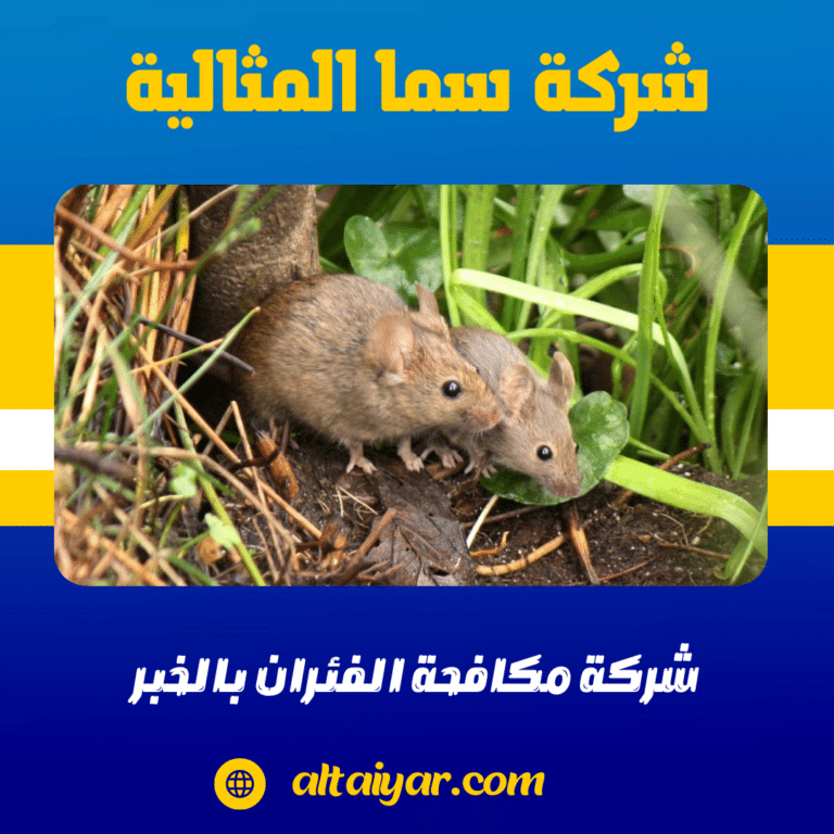 شركة مكافحة الفئران بالخبر