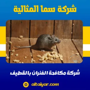 شركة مكافحة الفئران بالقطيف