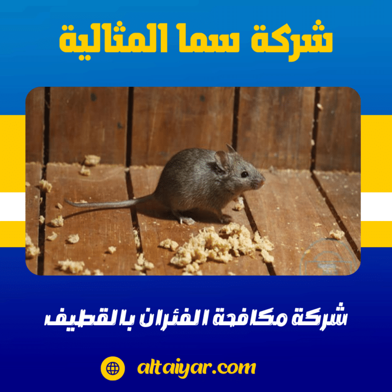 شركة مكافحة الفئران بالقطيف