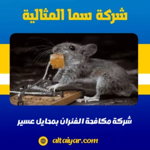 شركة مكافحة الفئران بمحايل عسير شركة مكافحة الفئران بمحايل عسير