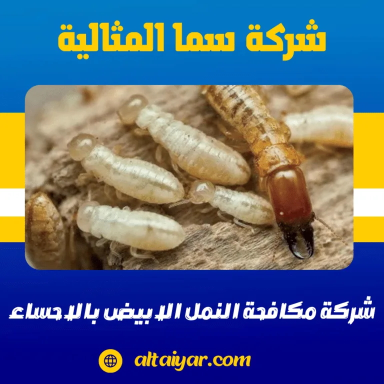 شركة مكافحة النمل الابيض بالاحساء