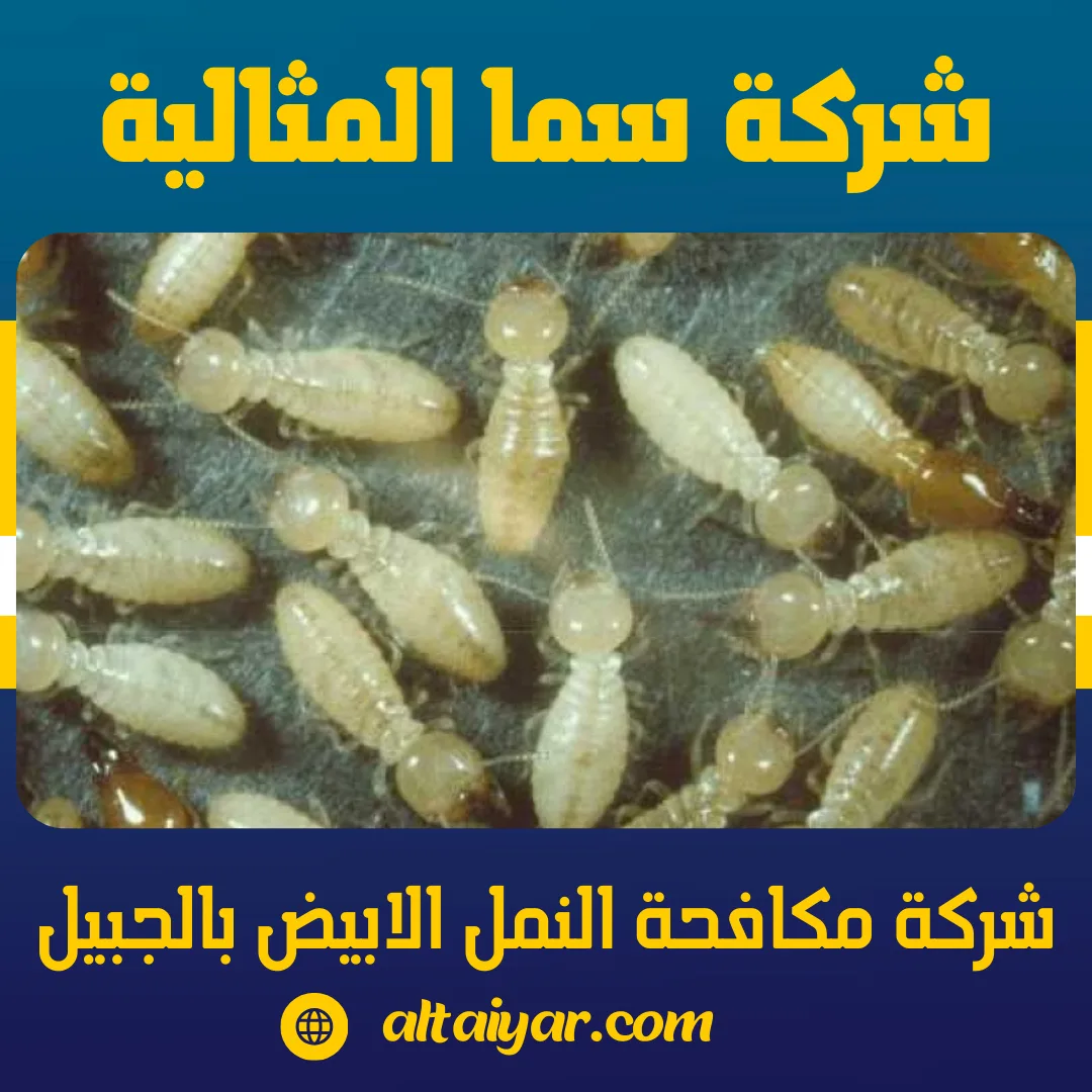 شركة مكافحة النمل الابيض بالجبيل