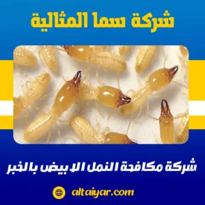 شركة مكافحة النمل الابيض بالخبر شركة مكافحة النمل الابيض بالخبر