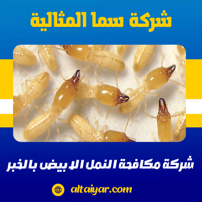 شركة مكافحة النمل الابيض بالخبر 0536744429 رش و ابادة النمل الابيض بالخبر