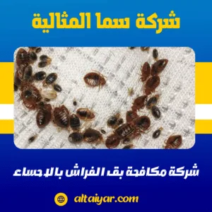 شركة مكافحة بق الفراش بالاحساء شركة مكافحة بق الفراش بالاحساء