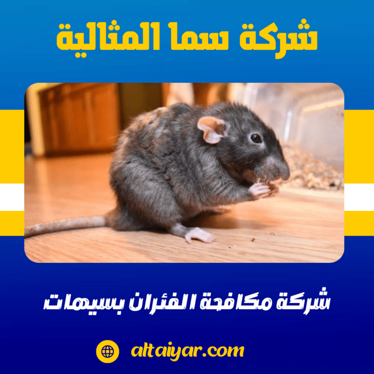 شركة مكافحة الفئران بسيهات