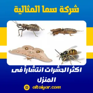 اكثر الحشرات انتشاراً فى المنزل اكثر الحشرات انتشاراً فى المنزل