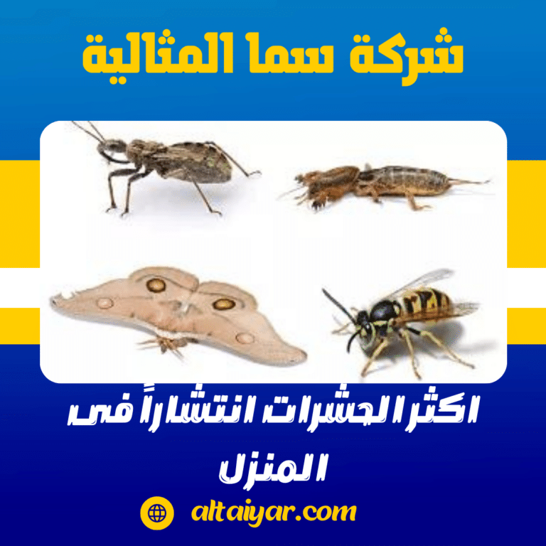 اكثر الحشرات انتشاراً فى المنزل