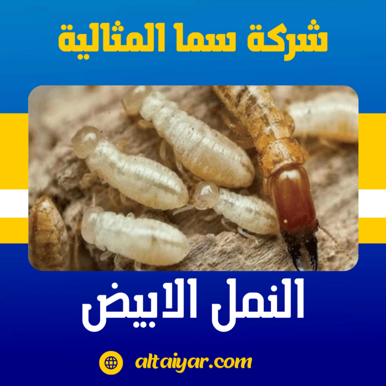 النمل الابيض