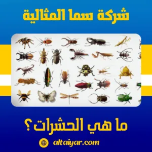 ما هي الحشرات؟ ما هي الحشرات؟