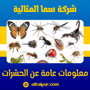 معلومات عامة عن الحشرات