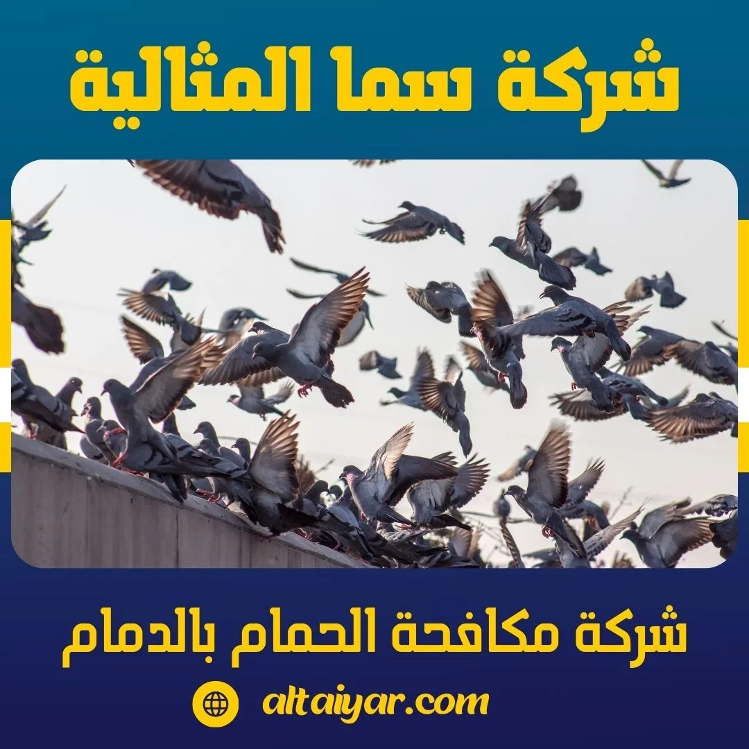 شركة مكافحة الحمام بالدمام