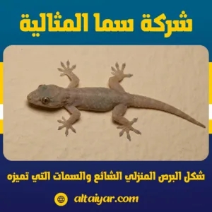 البرص المنزلي وقدرته الهائلة على التسلق والالتصاق بالأسطح الملساء