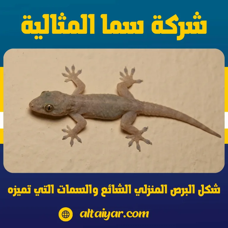 شكل البرص المنزلي الشائع والسمات التي تميزه